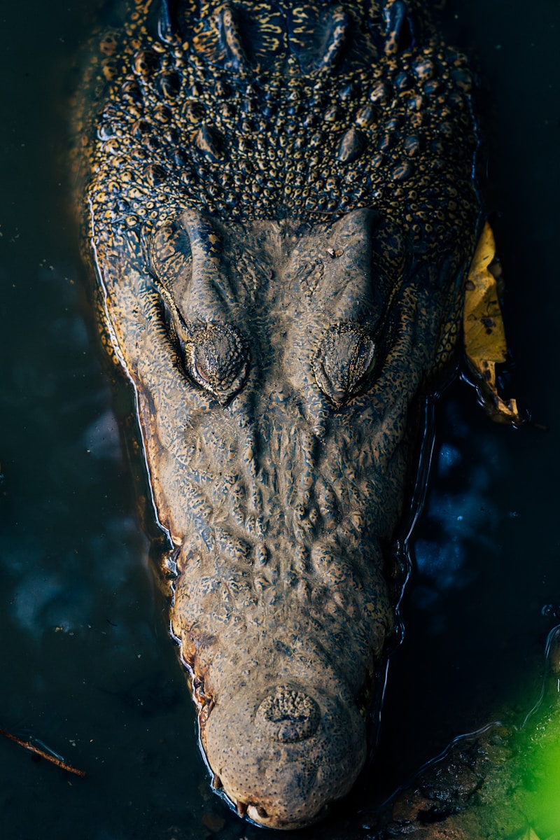 American Crocodile