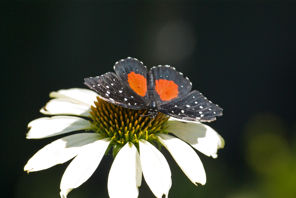 Atala butterfly with black wings, blue iridescence, and red abdomen on coontie