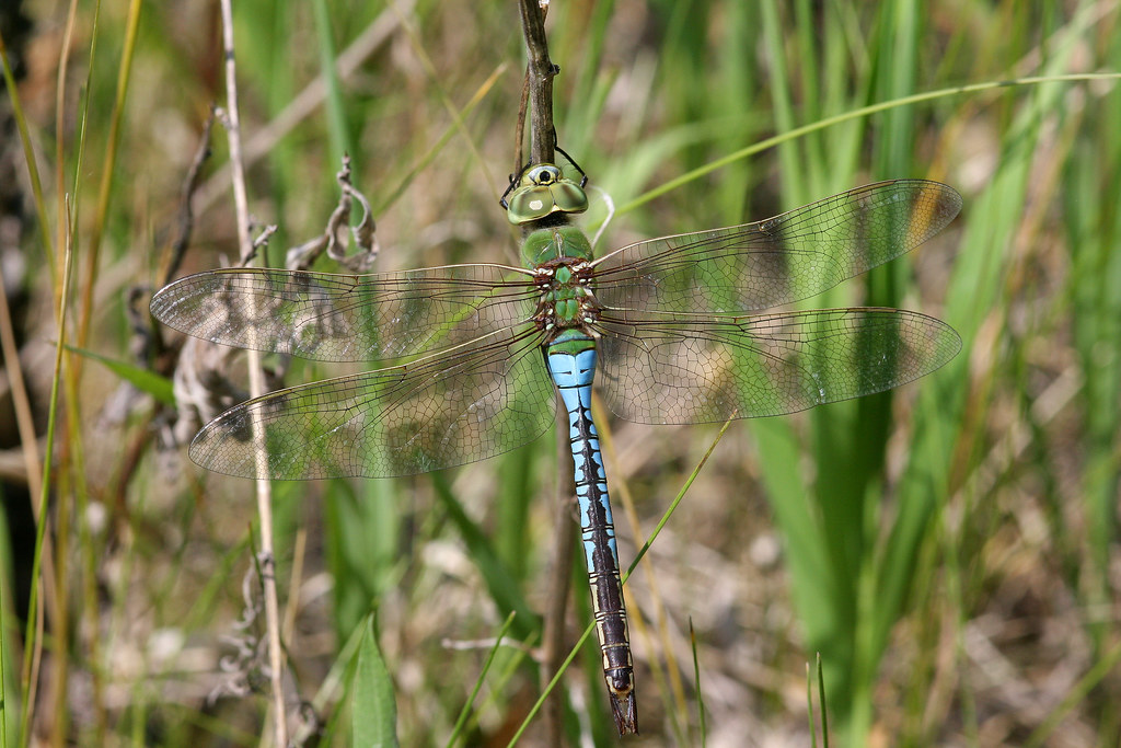 Common Green Darner in flight showing green thorax and clear wings
