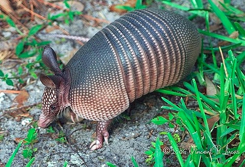 Nine-banded Armadillo