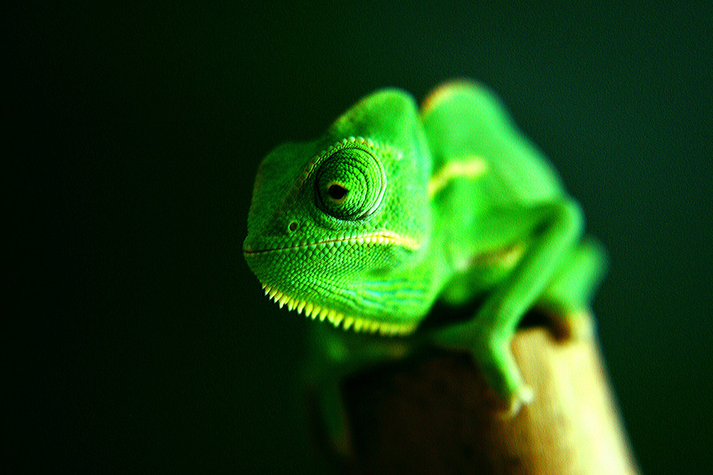 Veiled Chameleon with high casque gripping a sunlit branch