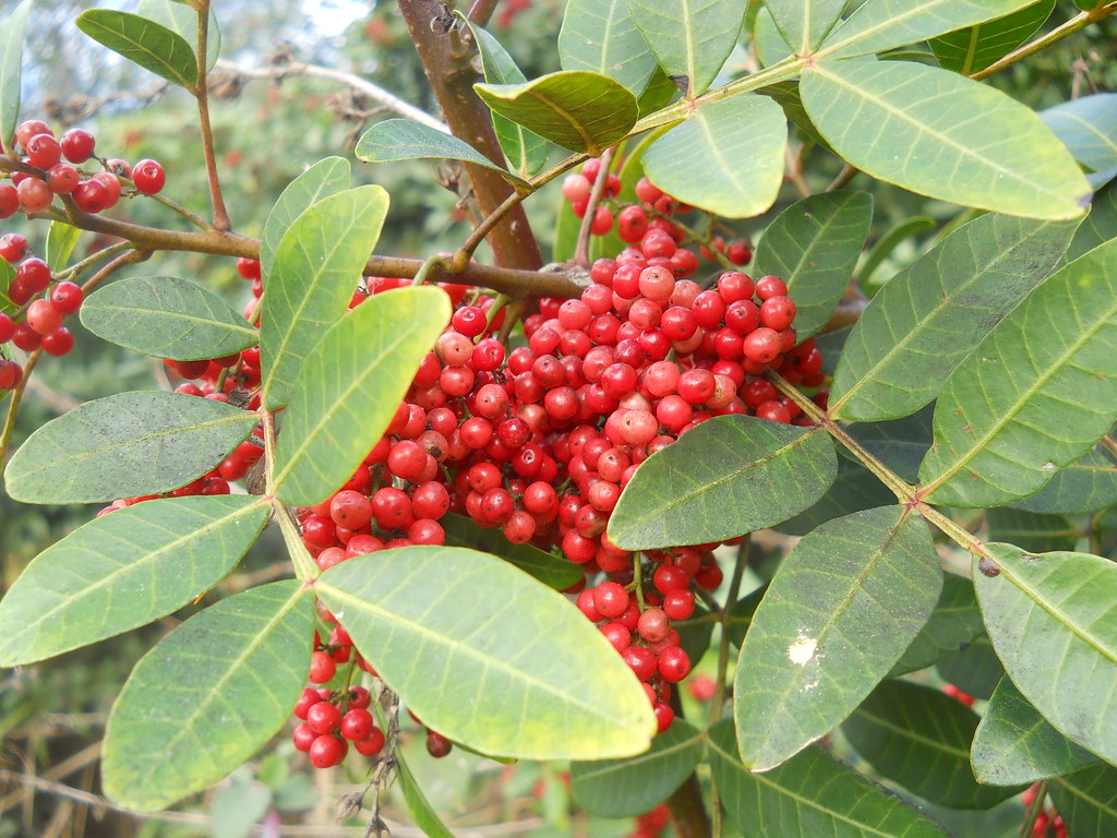 Brazilian Pepper with glossy compound leaves and red berries