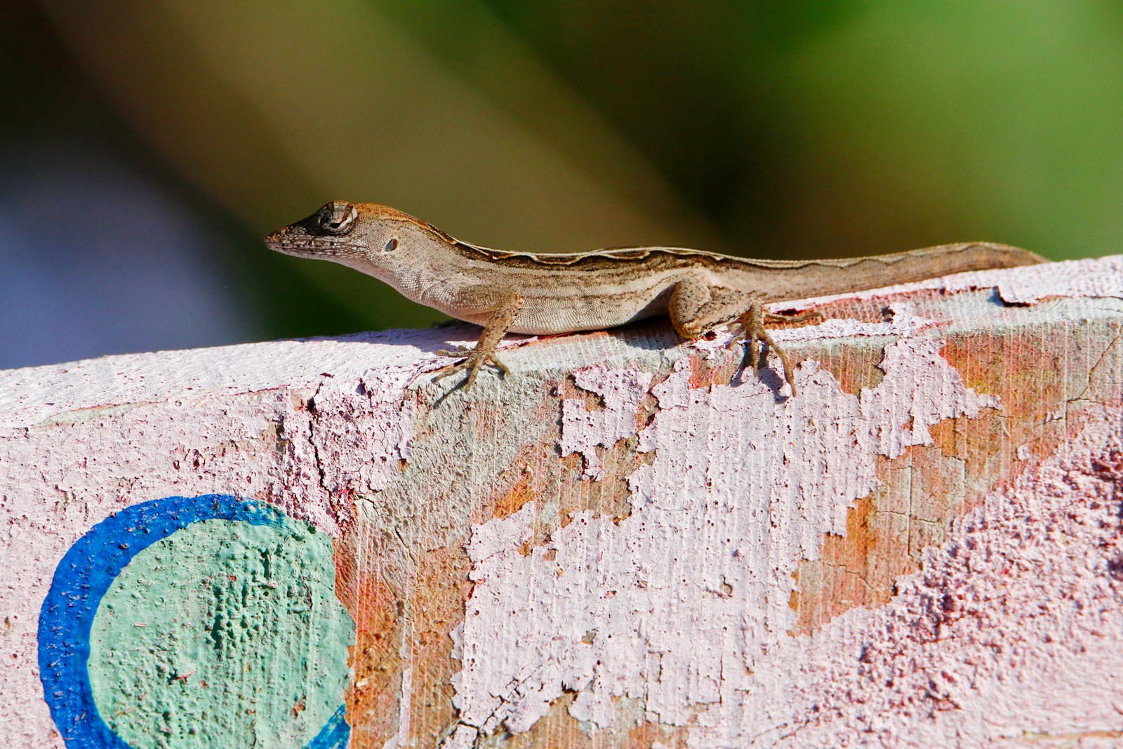 Cuban Brown Anole displaying an orange-red dewlap on a garden wall