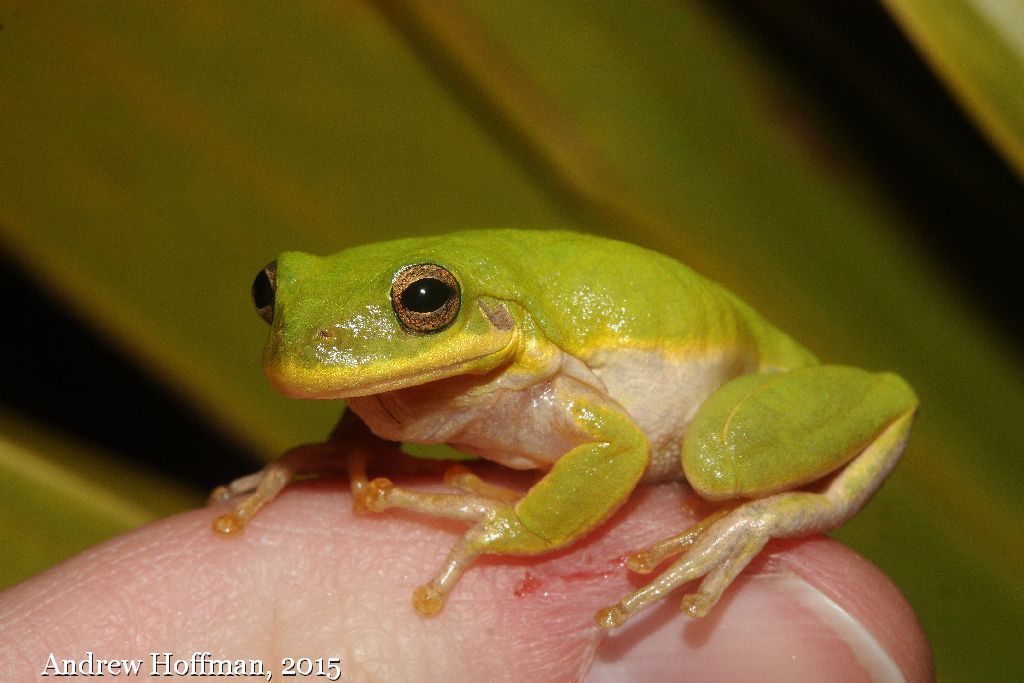 Squirrel Treefrog
