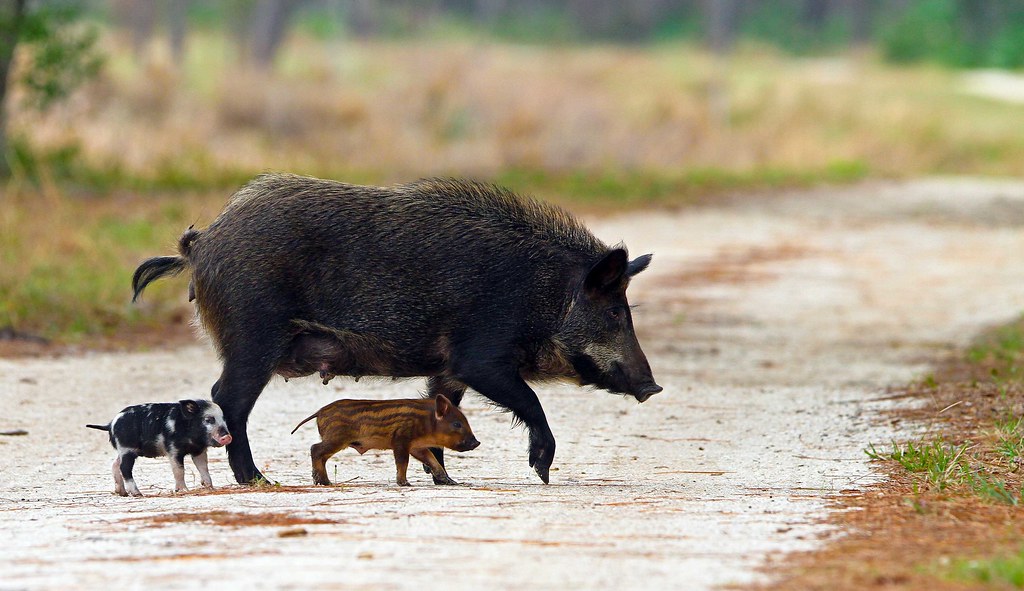 Feral Hog