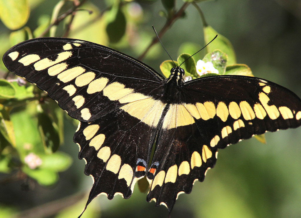 Giant Swallowtail with yellow bands and long tails over citrus leaves