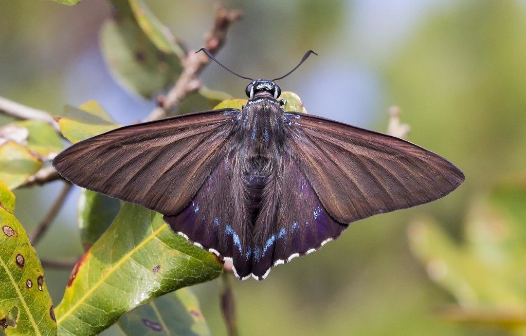 Mangrove Skipper with dark wings and pale spots along a mangrove edge