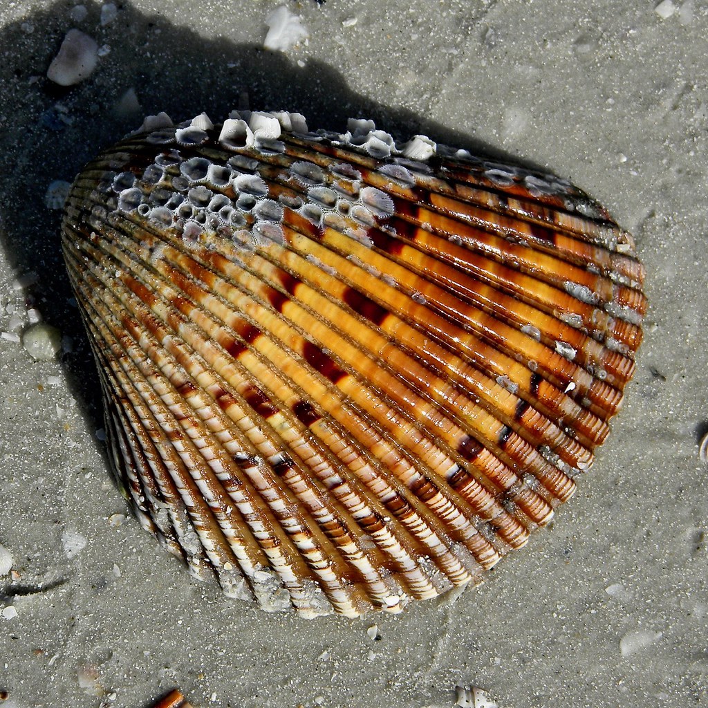 Atlantic Giant Cockle heavy, heart-shaped bivalve on sand
