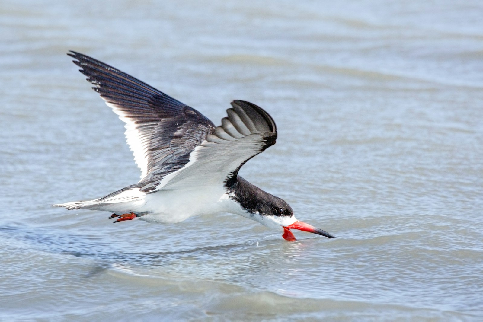 Black Skimmer slicing the surface at first light