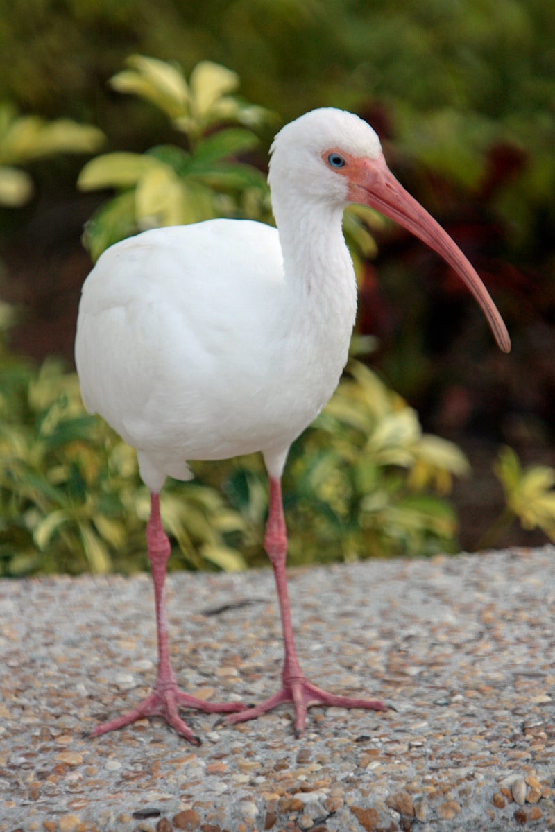 White Ibis flock probing a rain-soaked lawn