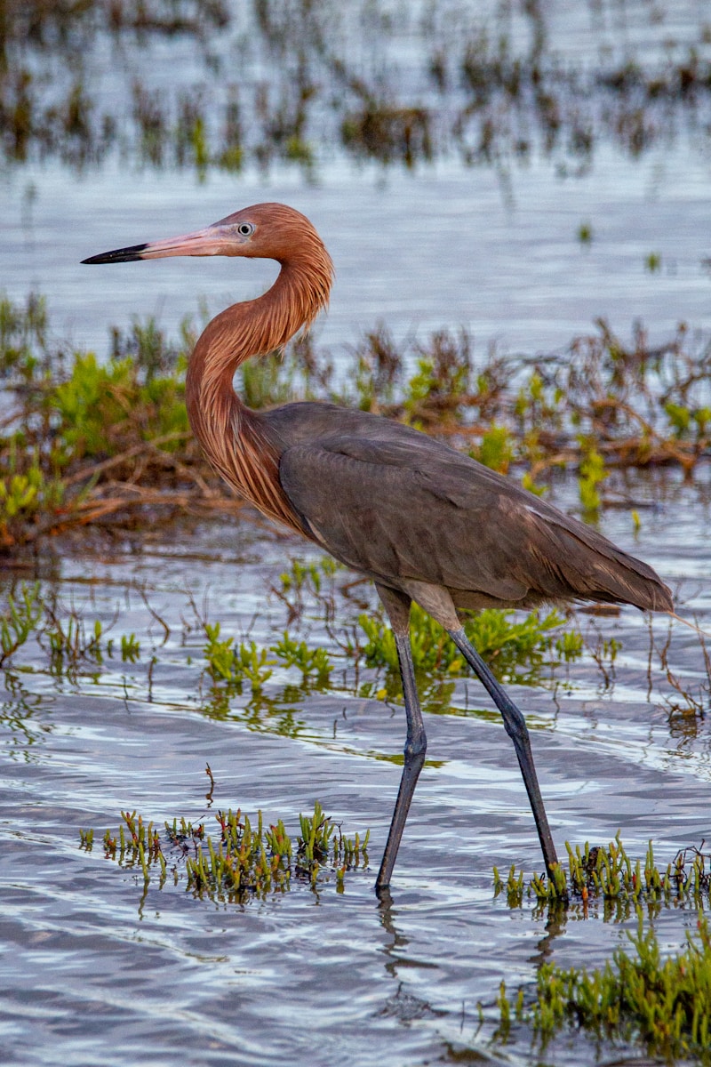 Reddish Egret dancing across a shallow mudflat with wings flared