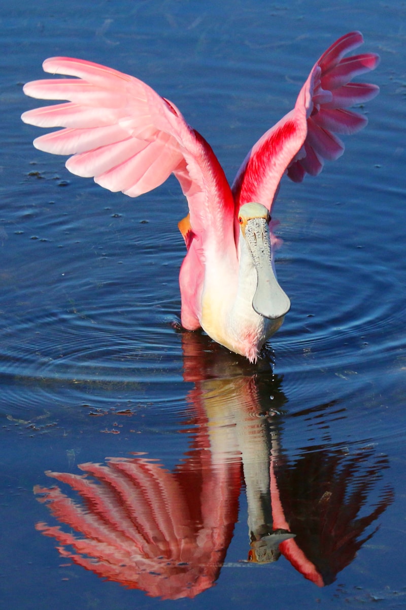 Roseate Spoonbill sweeping its spoon bill side to side