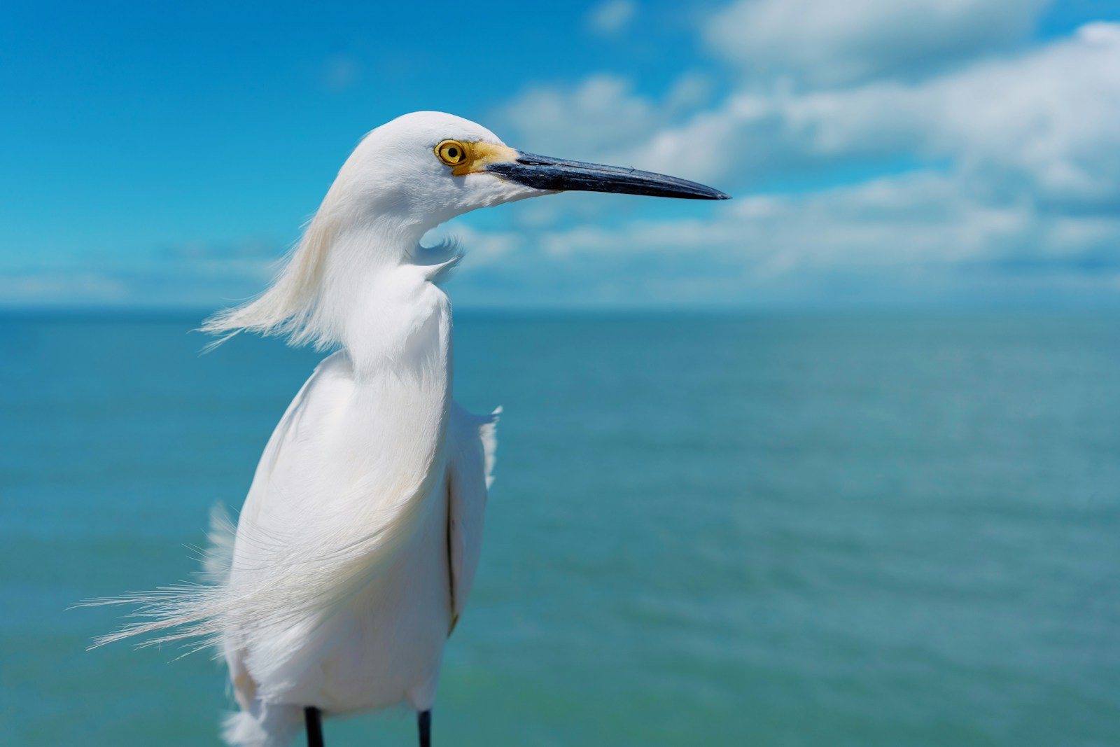 Snowy Egret on a dock showing yellow feet