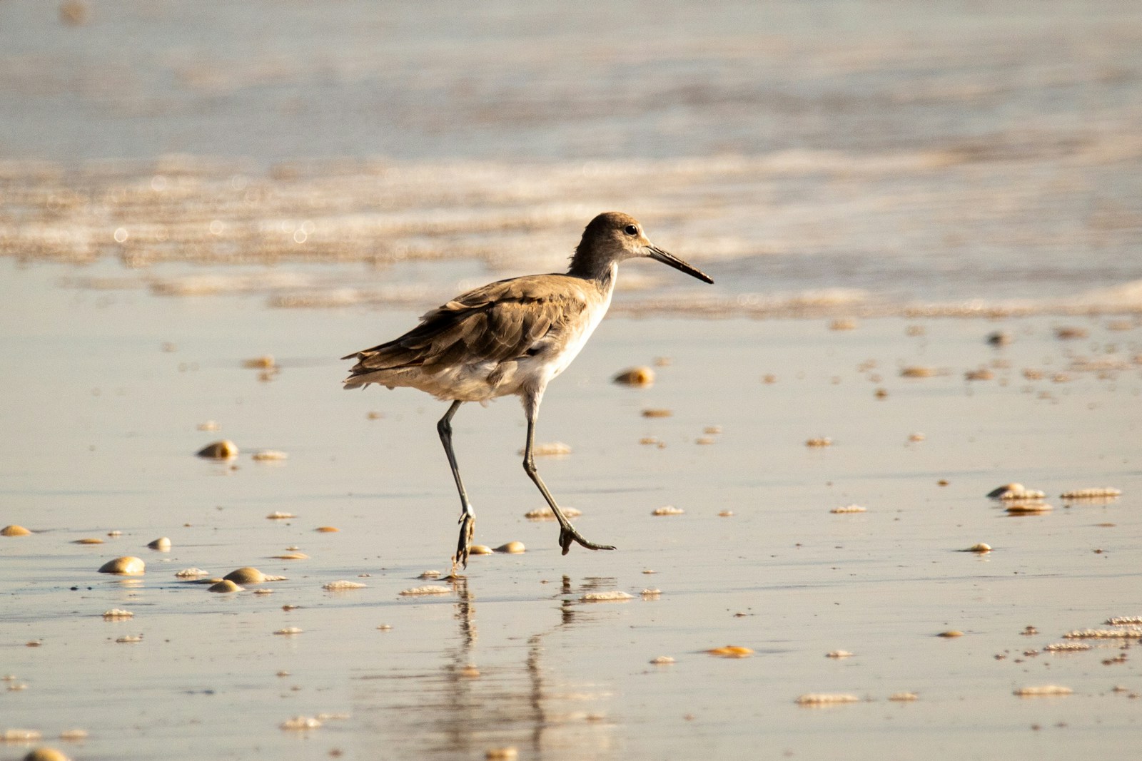 Willet running between small shorebreak waves