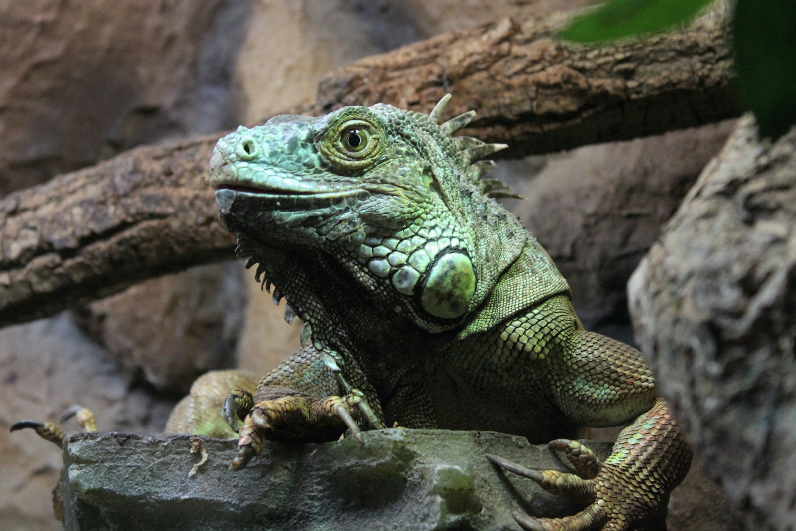 Green Iguana sun-basking on a seawall in Southwest Florida