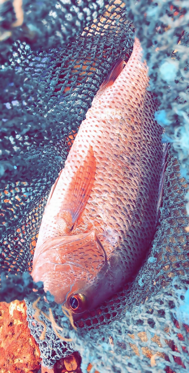 Mangrove snapper near a dock piling in green water