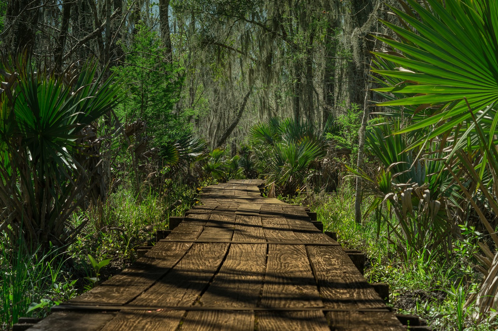 Quiet trail through coastal hammock and mangroves