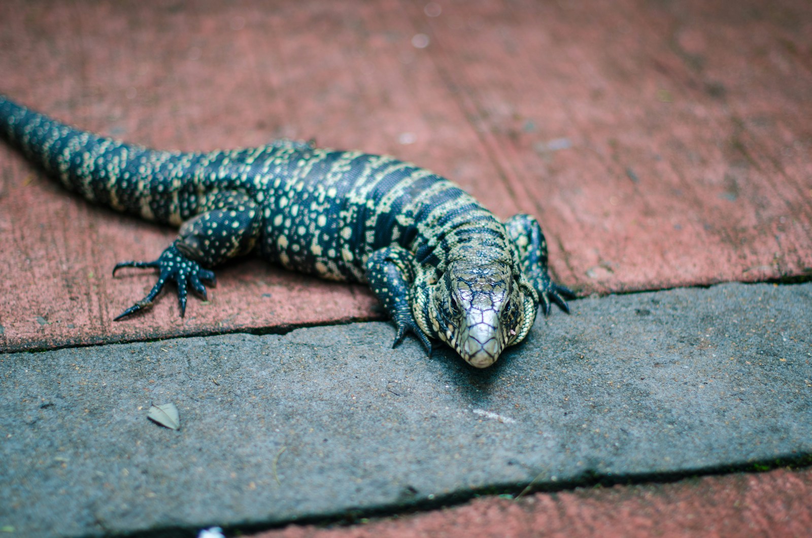 Argentine Black and White Tegu crossing a sandy path near scrub