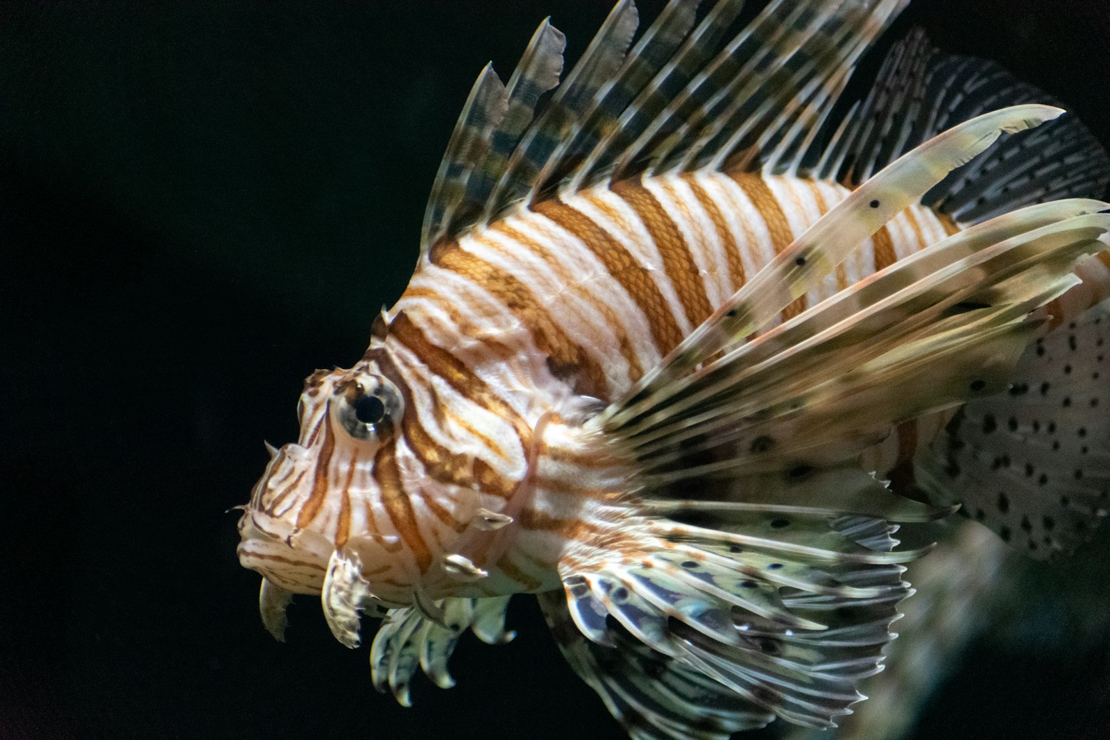 Lionfish hovering with extended venom spines on a reef ledge