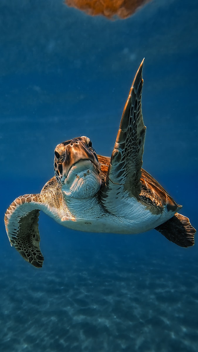 Loggerhead sea turtle surfacing briefly between breaths