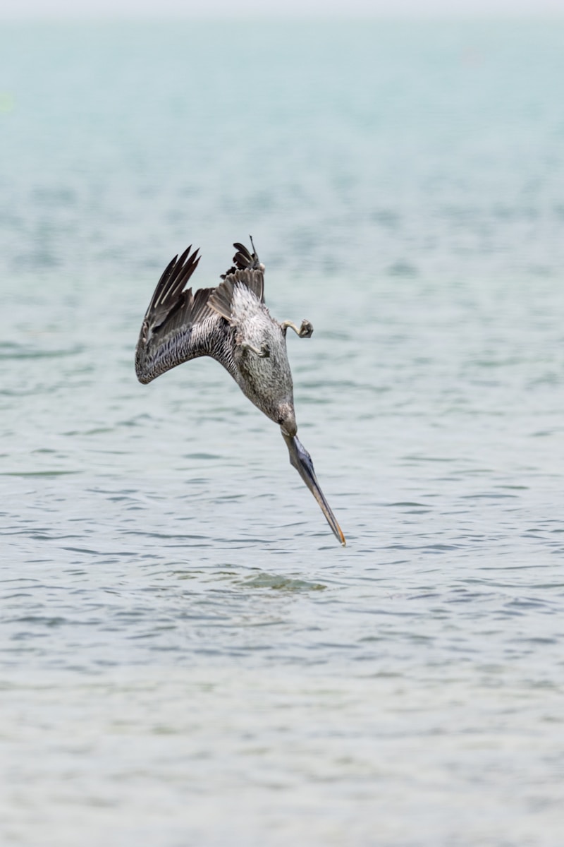 Brown Pelican gliding low across Gulf water at sunrise