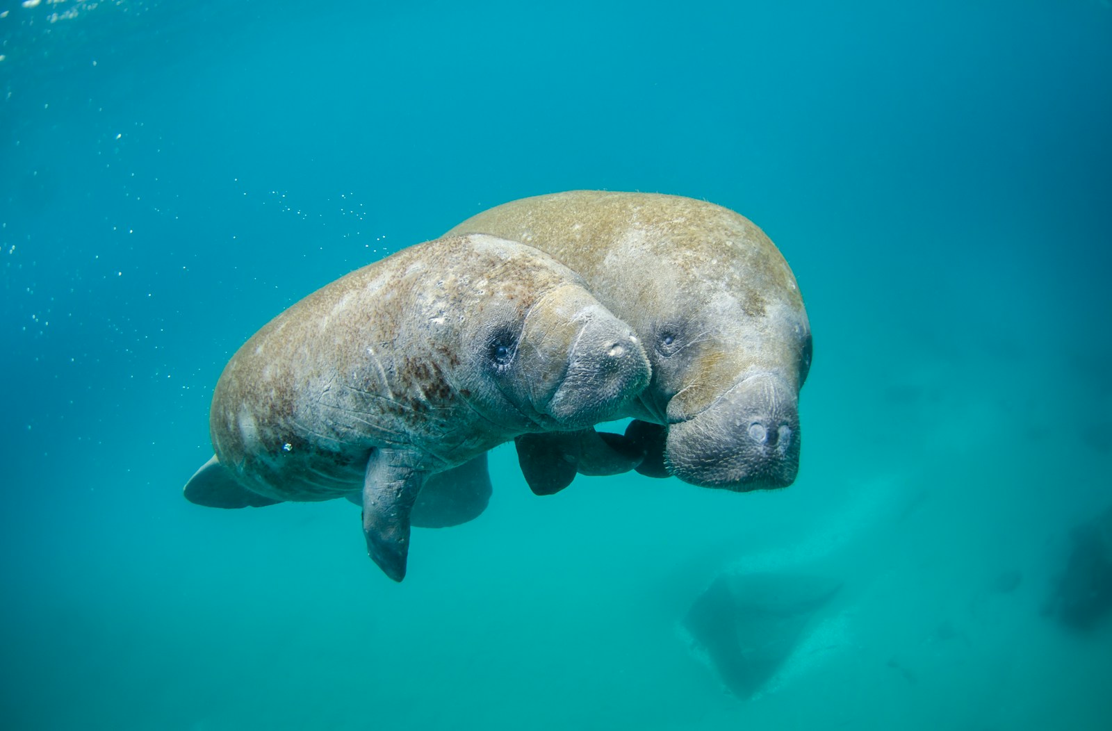 West Indian manatee rolling in a calm canal