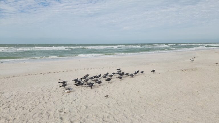 Fort Myers Beach Pier Cam — Live Conditions