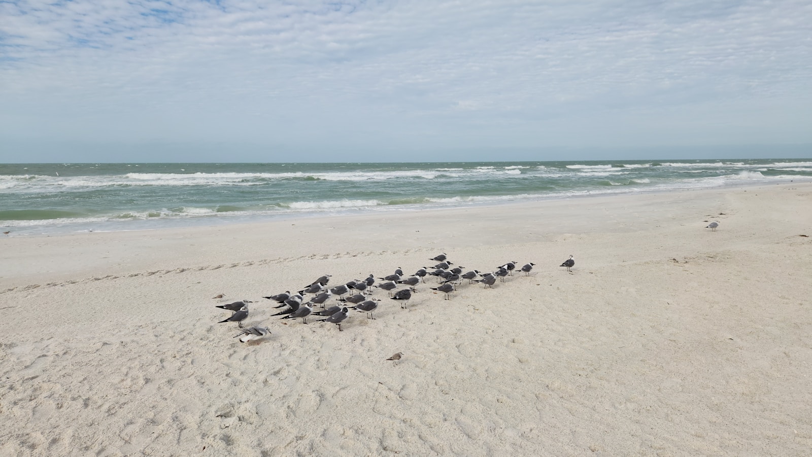 a flock of birds standing on top of a sandy beach