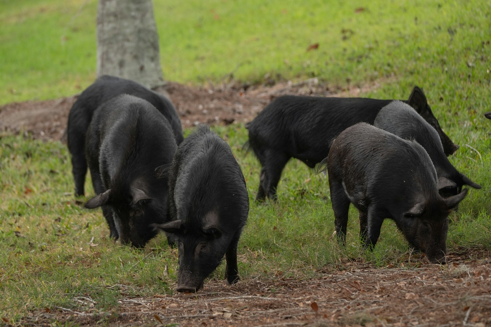 Feral Hog rooting along a palmetto edge at dusk
