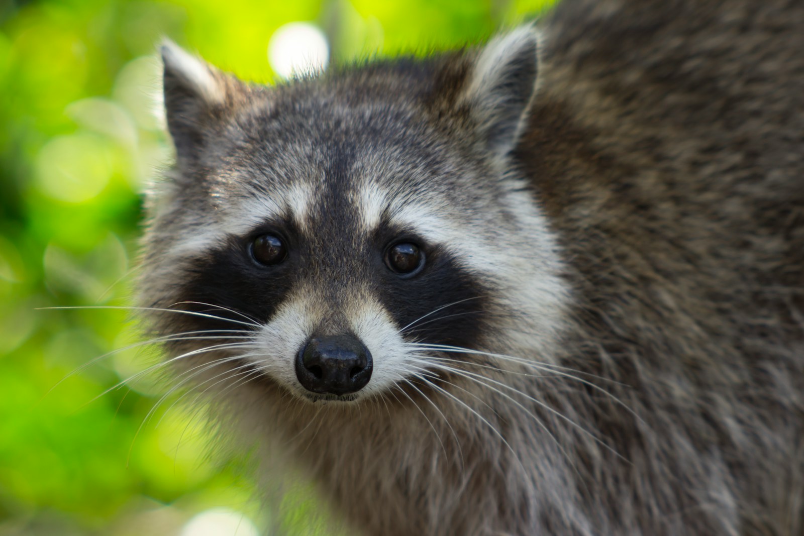 Northern Raccoon