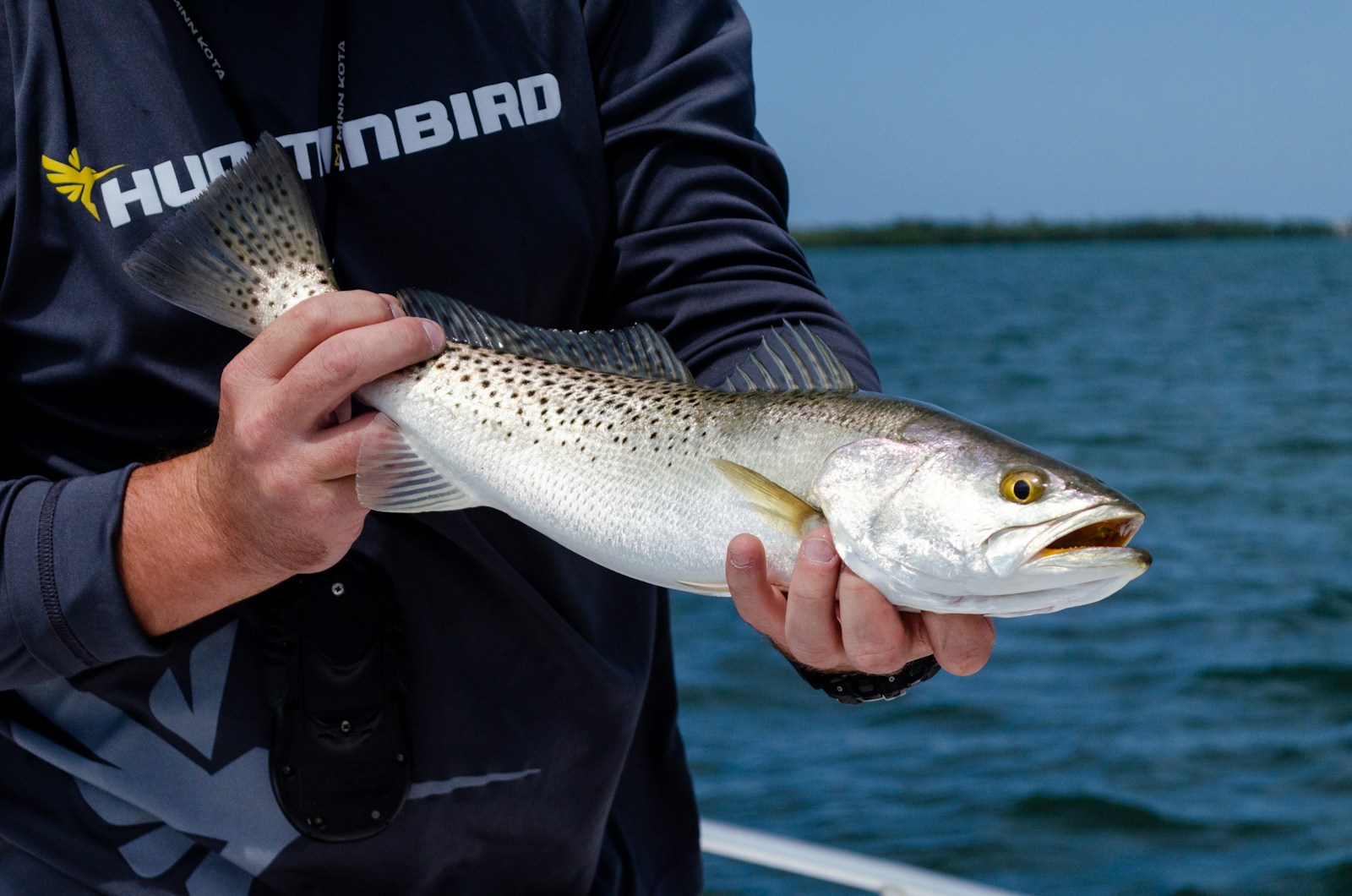 Spotted seatrout over turtle grass on a sunny flat