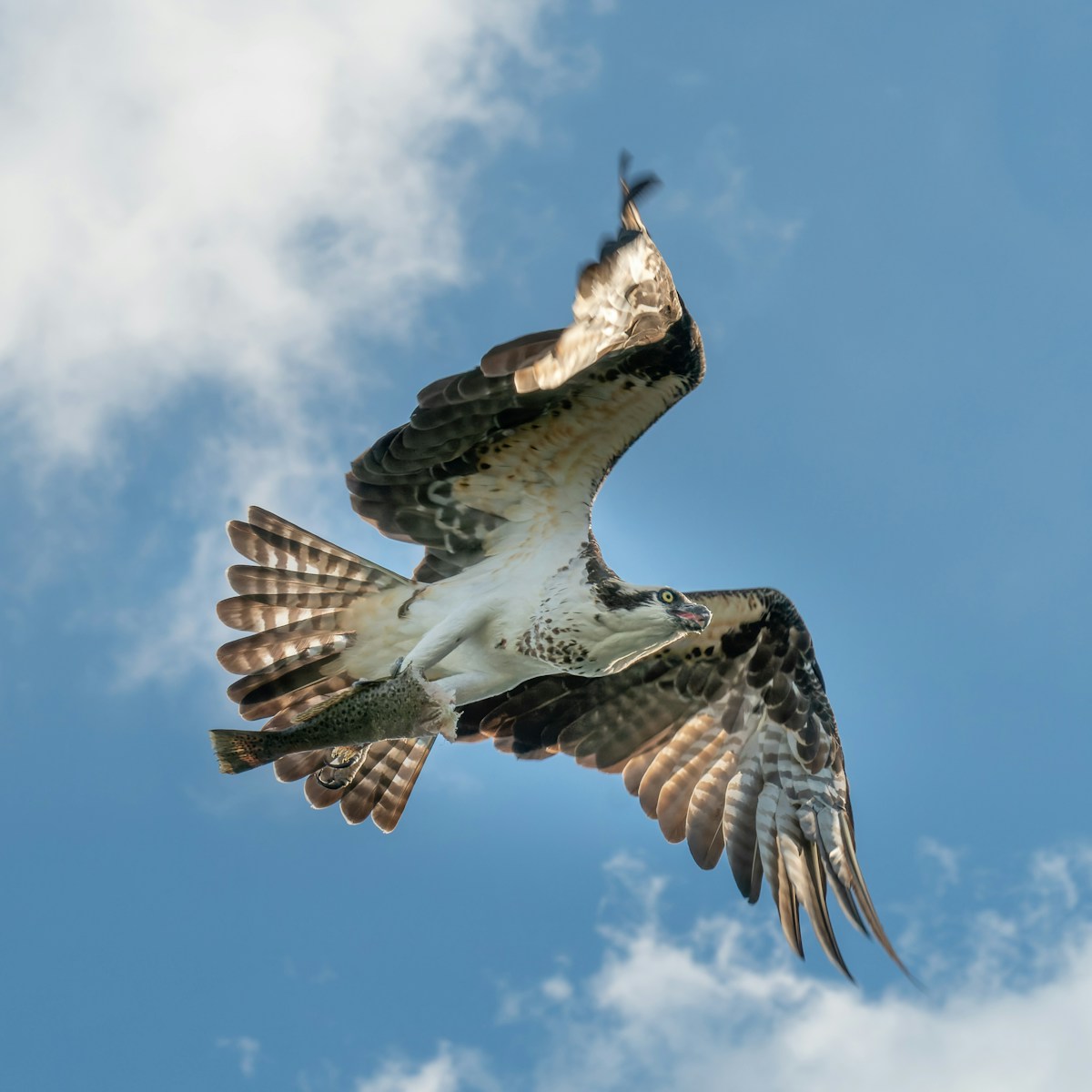 Osprey lifting a fish head-first from green water